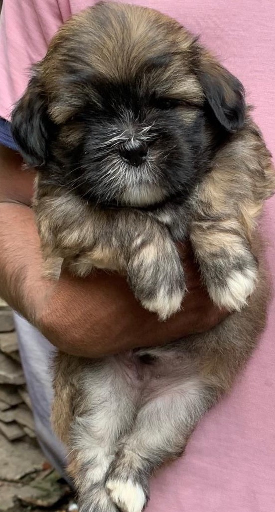 puppies of Lhasa apso available